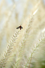 Butterfly perched on a flower