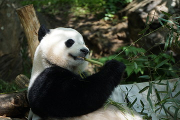 Fototapeta na wymiar Hungry Panda