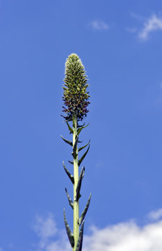 Agave flower under blue sky with clouds
