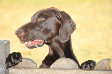 German Shorthaired Pointer