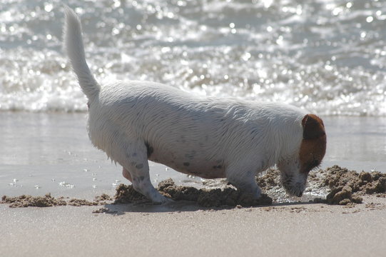 Was da wohl ist? Hund am Strand