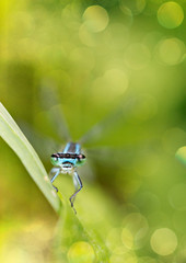 Dragonfly on blurred background with lens flare.