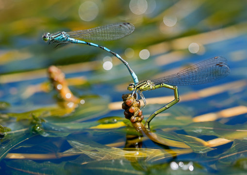 Two blue dragonflies postponing eggs on a plant under water on r