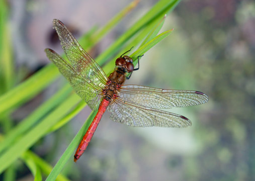 Red dragonfly sitting on blade of grass over pond.