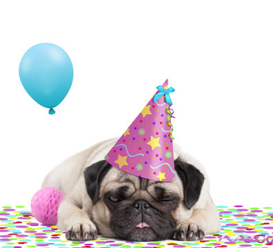 cute pug puppy dog with party hat lying down on confetti, sticking out tongue, tired of partying, on white background