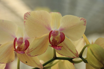 Naklejka na ściany i meble Phalaenopsis orchid