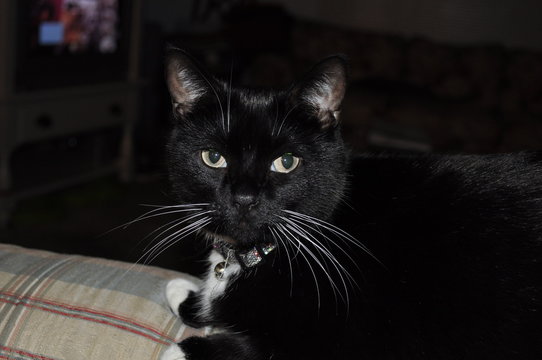 Lucy the cat