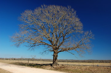 Lone Tree