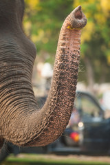 Closeup picture of an elephant head.