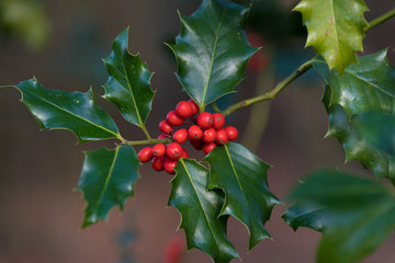 holly plant closeup