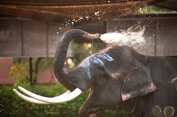 Naklejka premium Closeup picture of an elephant head.