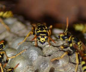 Wasp nest with wasps sitting on it. Wasps polist. The nest of a family of wasps which is taken a close-up