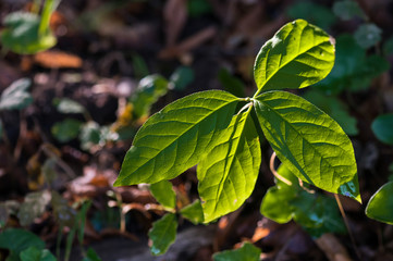 Fusain a Feuille Large
