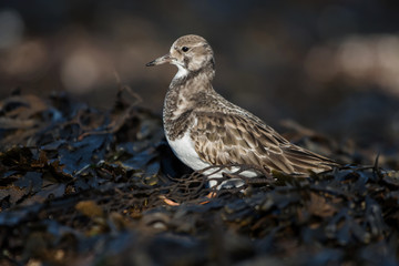 Ruddy Turnstone, Turnstone, Arenaria interpres