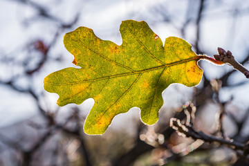 Feuille de Chêne en Automne