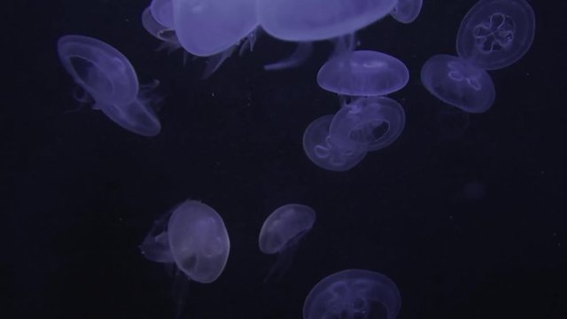 jellyfish sea life background. shoot on red epic