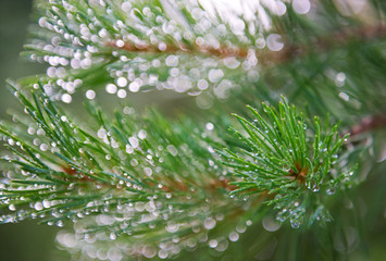 Pine branch with dewdrops on needles in a sunlight. The indistin