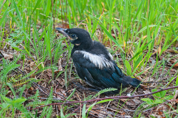 Nestling magpies lurking in grass.