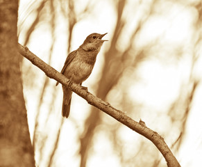 Singing nightingale on a branch. Picture tinted in sepia.