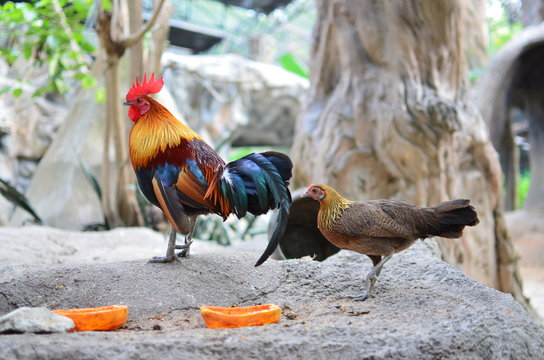 Two chicks in zoo
