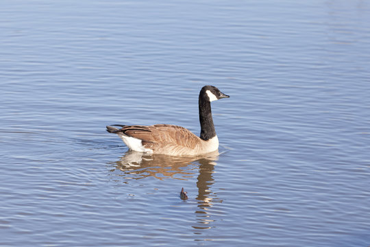 Portrait of a Canada Goose in the middle of the lake