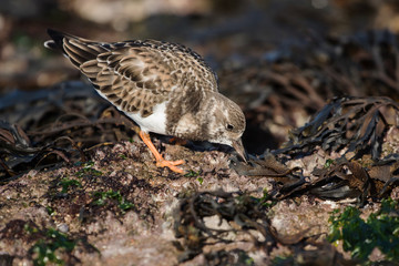 Ruddy Turnstone, Turnstone, Arenaria interpres