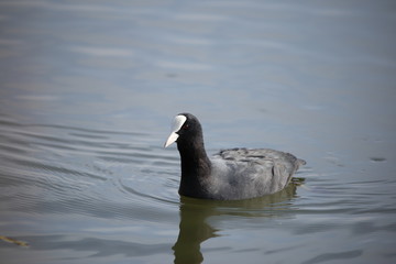 オオバン ( Fulica atra / Eurasian coot )