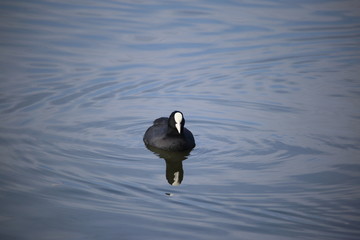 オオバン ( Fulica atra / Eurasian coot )