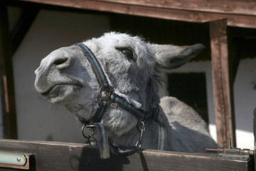 Silly donkey at the barnyard