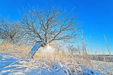 Apple-tree garden in the winter in sunshine. View of trees from