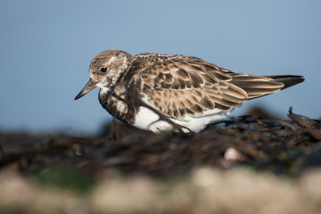 Ruddy Turnstone, Turnstone, Arenaria interpres