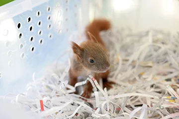 Fotobehang Rescued baby squirrel in veterenary © Alyona