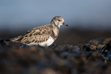 Ruddy Turnstone, Turnstone, Arenaria interpres