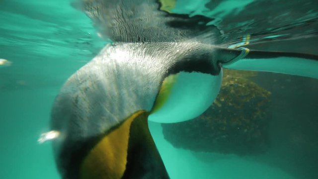 penguins swimming. shoot on red epic.