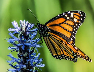Monarch Butterfly