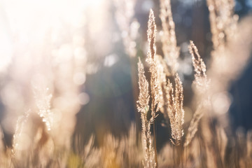 Ears dry grasses to wave in the wind in the sun.