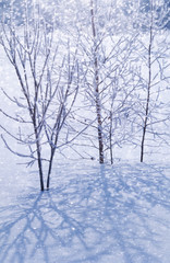 Frosty morning on edge of forest Christmas landscape.