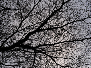 Tree branch and sky with dark shadow, abstract background