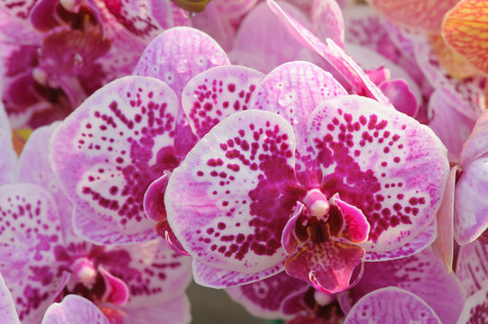 Beautiful Orchid Flower in the orchid garden, ChiangmaiThailand