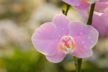 Beautiful Orchid Flower in the orchid garden, ChiangmaiThailand