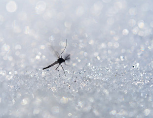  Awakened in March Midge tries to fly.