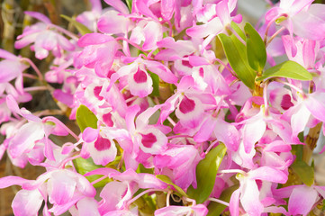 Beautiful Orchid Flower in the orchid garden, ChiangmaiThailand