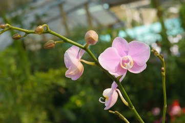 Beautiful Orchid Flower in the orchid garden, ChiangmaiThailand