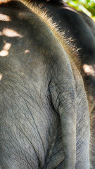 Fototapeta premium Asian elephant tale and skin texture with hair