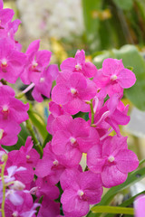 Beautiful Orchid Flower in the orchid garden, ChiangmaiThailand