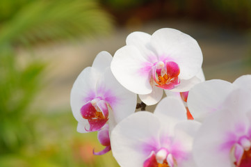 Obraz premium Piękny kwiat orchidei w ogrodzie orchidei, ChiangmaiThailand