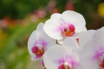 Fototapeta na wymiar Beautiful Orchid Flower in the orchid garden, ChiangmaiThailand