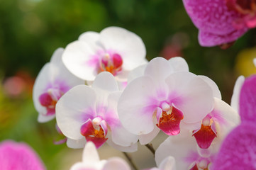 Naklejka na ściany i meble Beautiful Orchid Flower in the orchid garden, ChiangmaiThailand