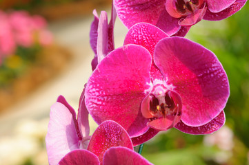 Beautiful Orchid Flower in the orchid garden