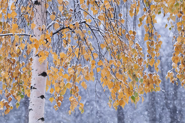 Gold birch and first snow. - 128686988